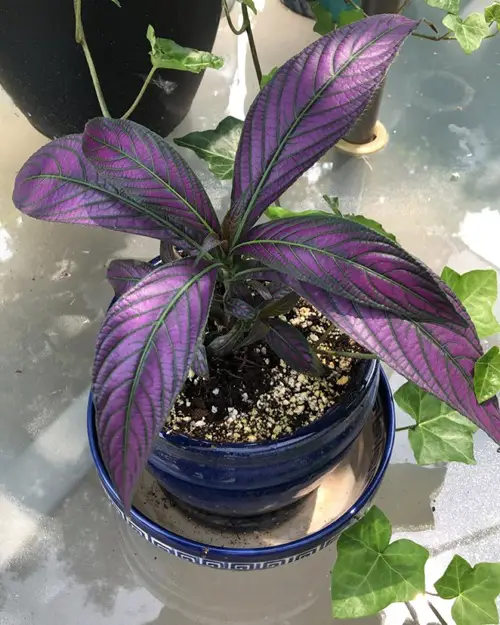 Limit Fertilizer in Early Growth