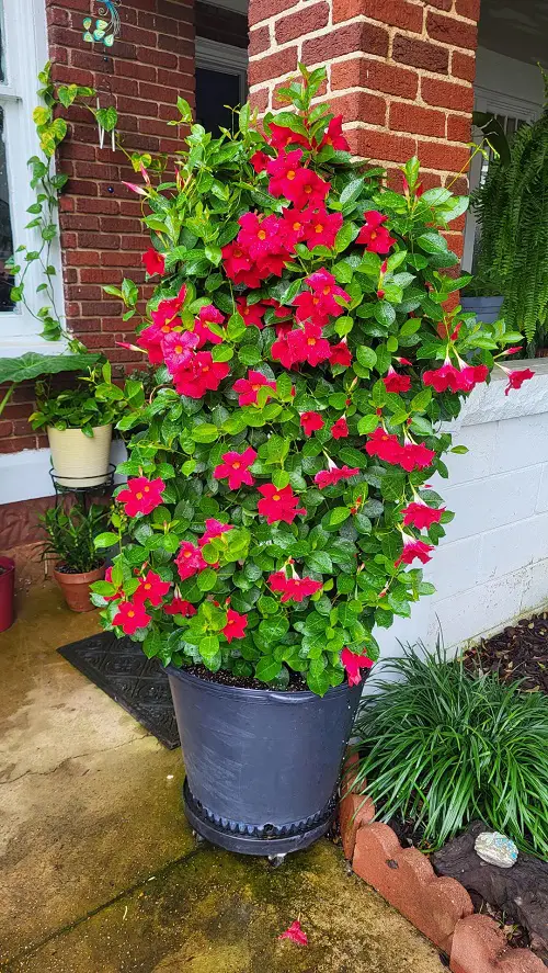 Mandevilla vine