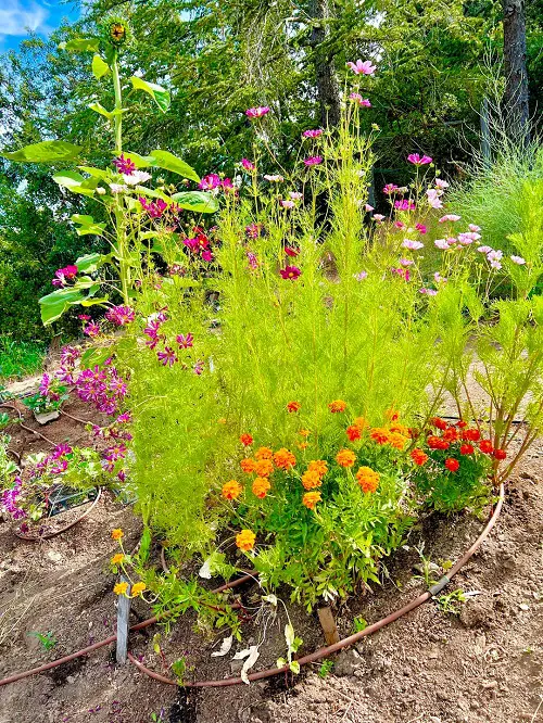 Flowers that Grow Well with Cosmos 2