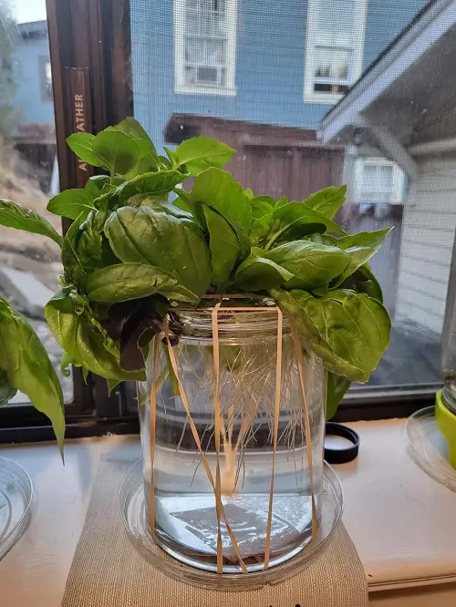 Rubber Bands and Mason Jar Propagation Station