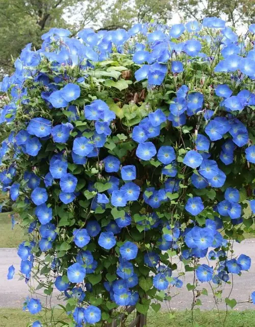 Climbing Vines That Start Flowering Within Weeks 2