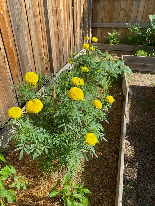 Mulch for Moisture and Soil Health
