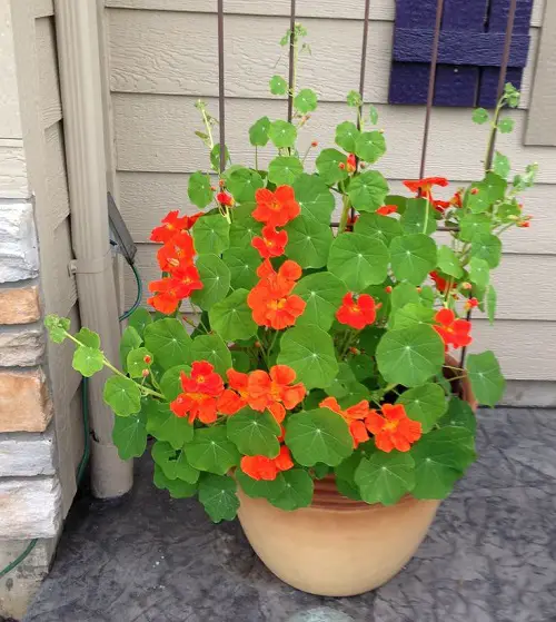 Nasturtium vine in garden