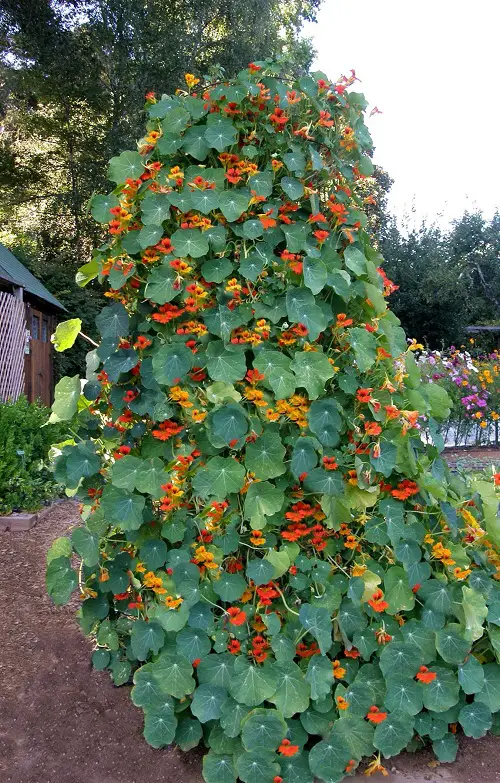 Colorful flowering plants in garden 3