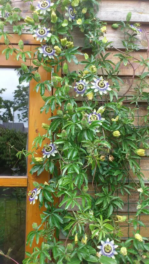 Passionflower vine in garden