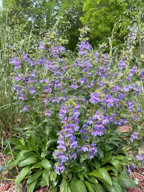 Penstemon