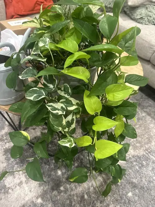 Pothos indoor