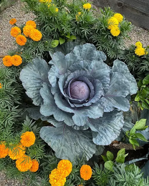 Choose Smart Companion Plants