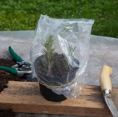 Rubber Band Cloche for Greenhouse Effect