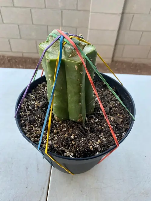 Cool Rubber Band Tricks for Plants