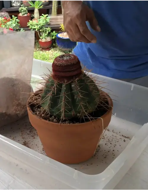 Centering your Plant while Potting