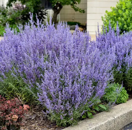 Russian Sage