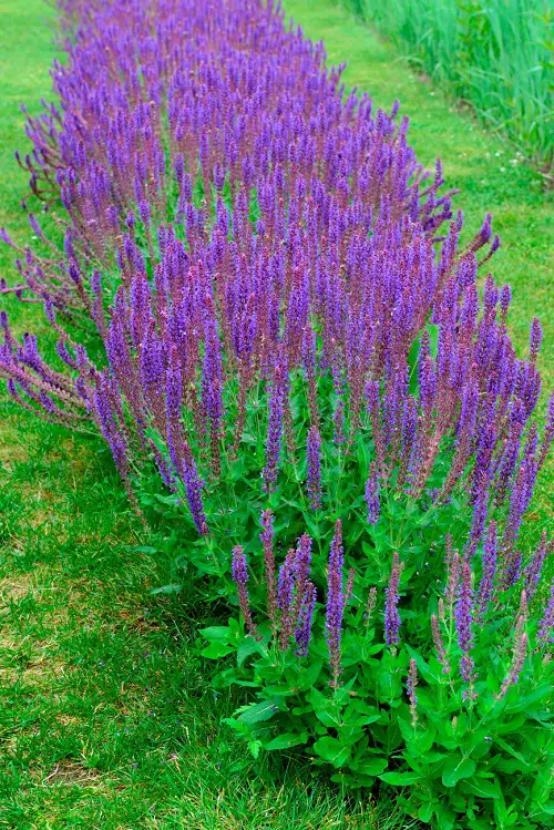 Colorful flowering plants in garden 2