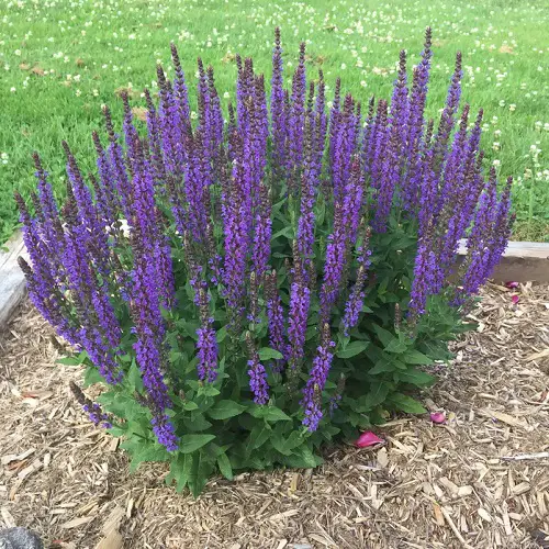 Salvia