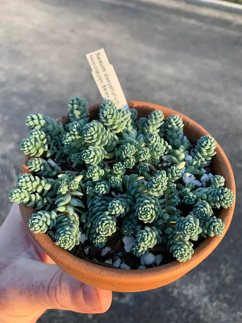 Plants that Grow Well With Jade 3
