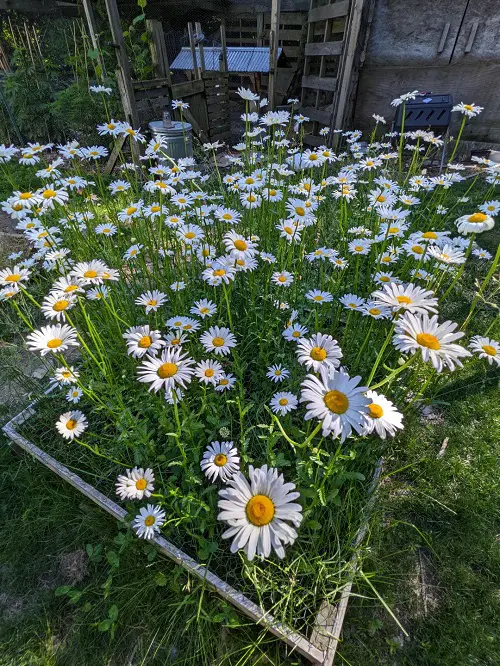 Shasta Daisy in garden