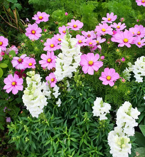 Snapdragons in garden