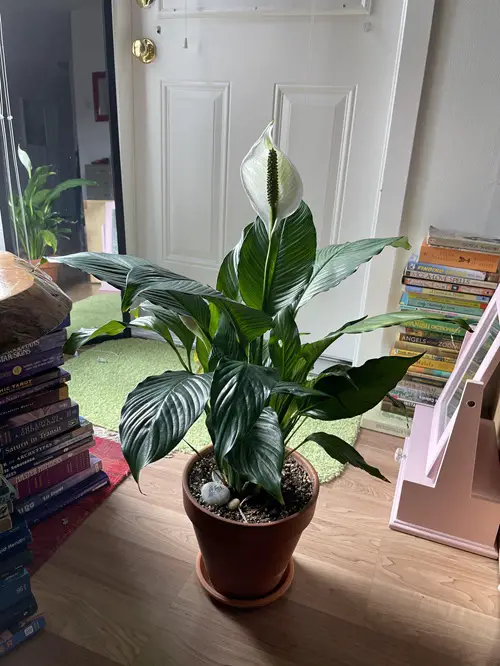 Using Matchsticks for a Peace Lily Plant