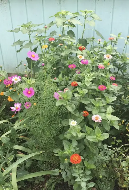 Flowers that Grow Well with Cosmos 1