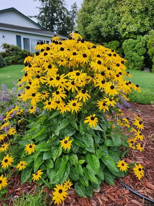 Best Perennial Flowers That Come Back Bigger Every Year 2