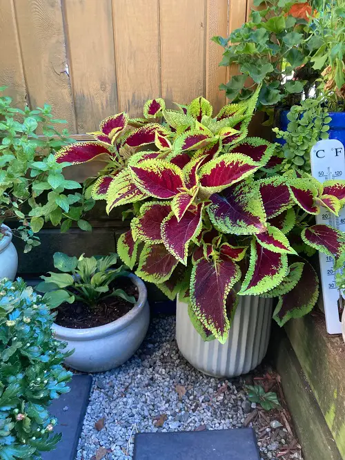 colorful Coleus with other plants
