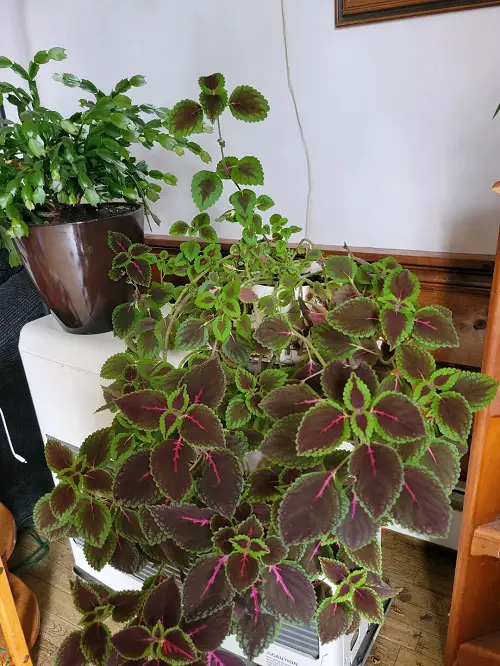 colorful Coleus indoor 3