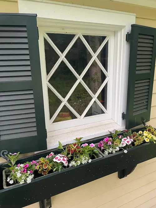 Coleus indoor display ideas 4