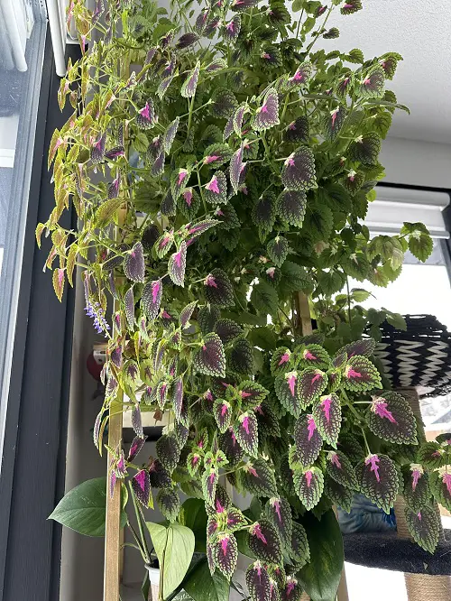 colorful Coleus indoor 2