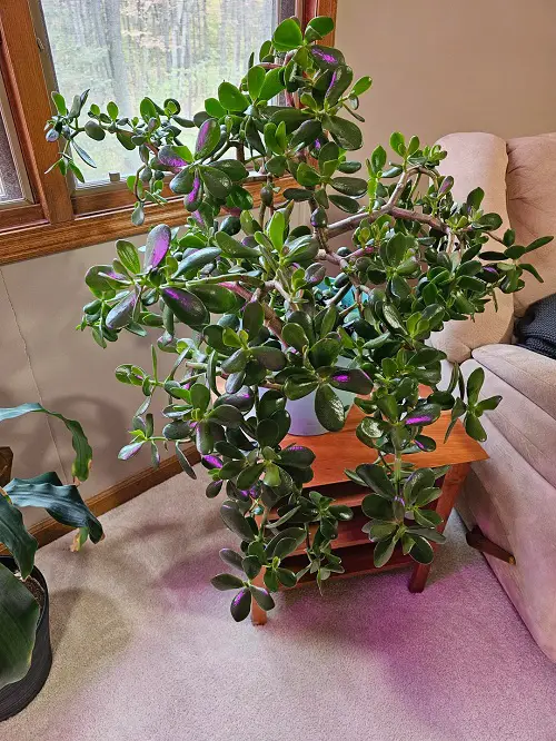 jade Plant In Home corner