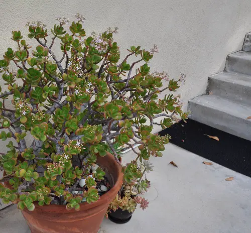 jade Plant near stair