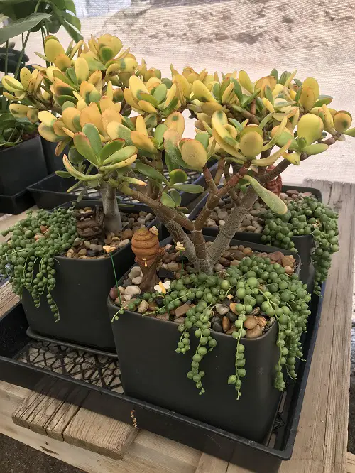 Beautiful Houseplants 2