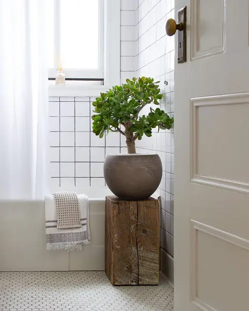 jade Plant in bathroom