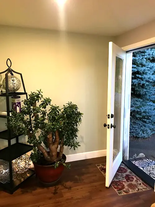 Best Spots To Keep A Jade Plant In Home 2