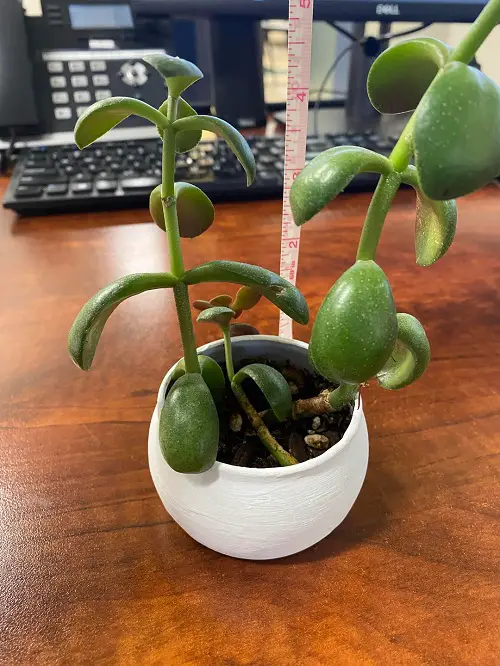 jade Plant on office desk