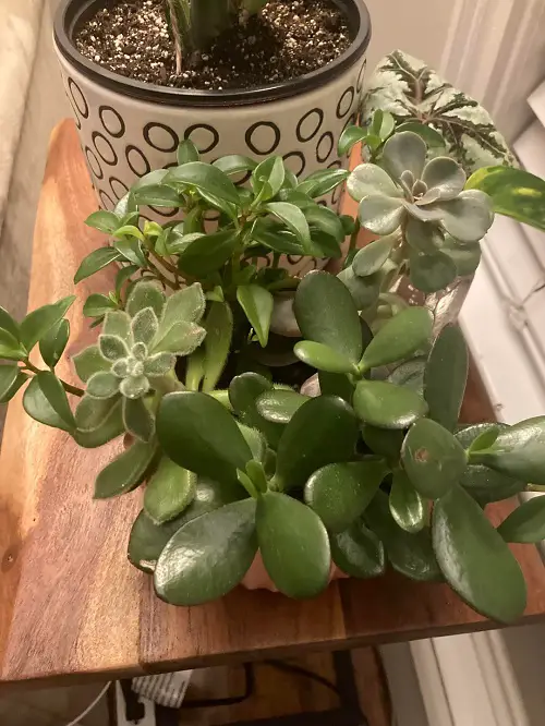 Plants that Grow Well With Jade 2