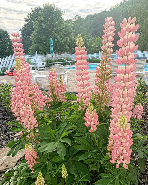 Lupine in garden