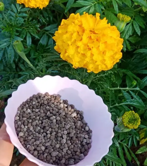 Use the Right Fertilizer for Bigger Blooms