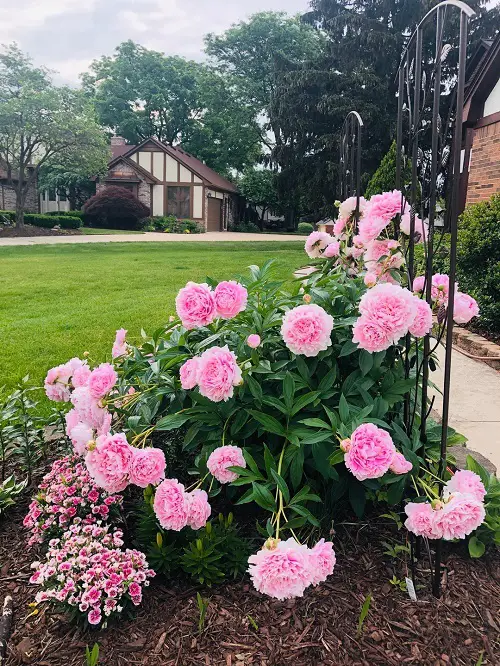 Best Perennial Flowers That Come Back Bigger Every Year