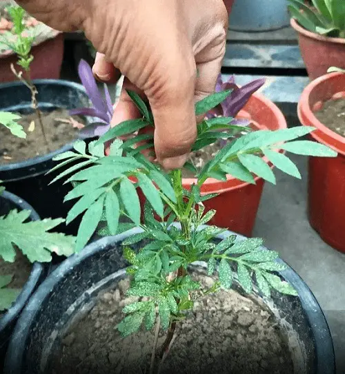 Pinch Young Plants to Encourage Branching