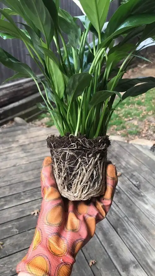 Boosting Root Development