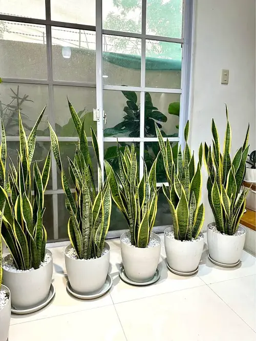 Beautiful Houseplants