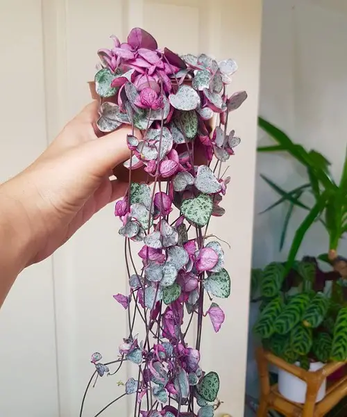 Best Outdoor Purple Vines 3