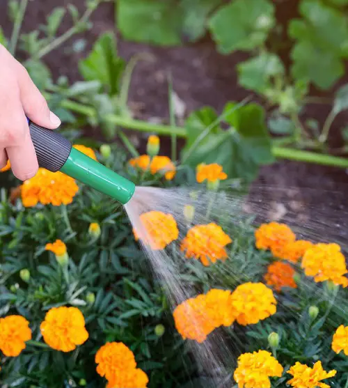 watering marigold