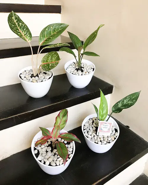 Aglaonema Arrangement Ideas 5