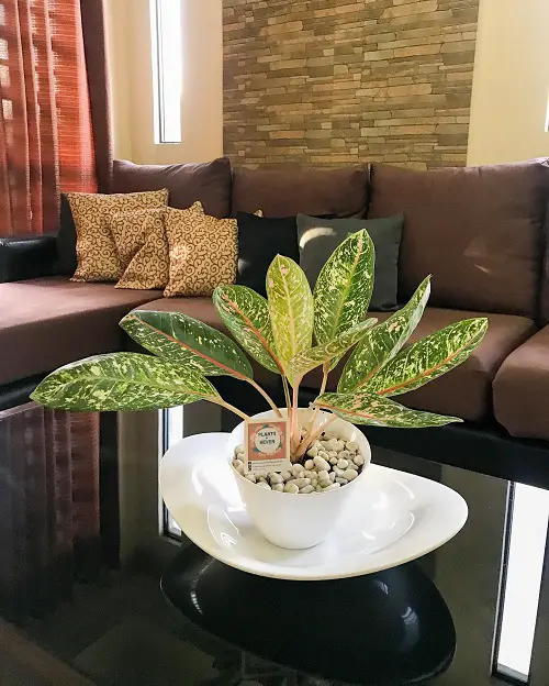 Aglaonema Arrangement Ideas 6