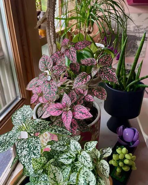 stunning placements of Polka Dot Plant 3