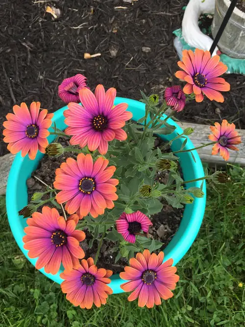 Flowers That Close And Open Every Day 3