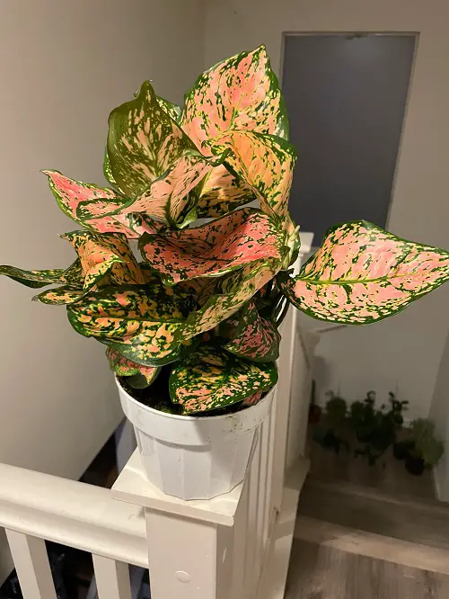 Aglaonema Arrangement Ideas 2