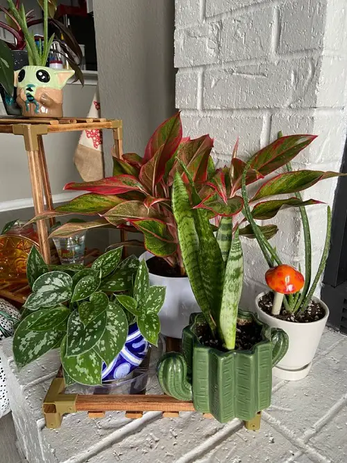 Aglaonema Arrangement Ideas 15