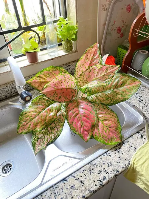 Aglaonema Arrangement Ideas 16